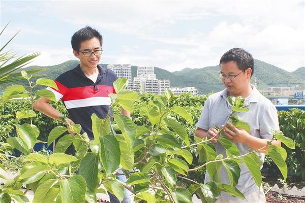 曹明（右）与同事在科研基地查看果树苗木长势